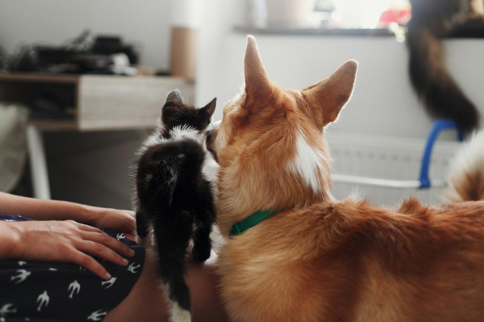 Dog and Cat Rear View